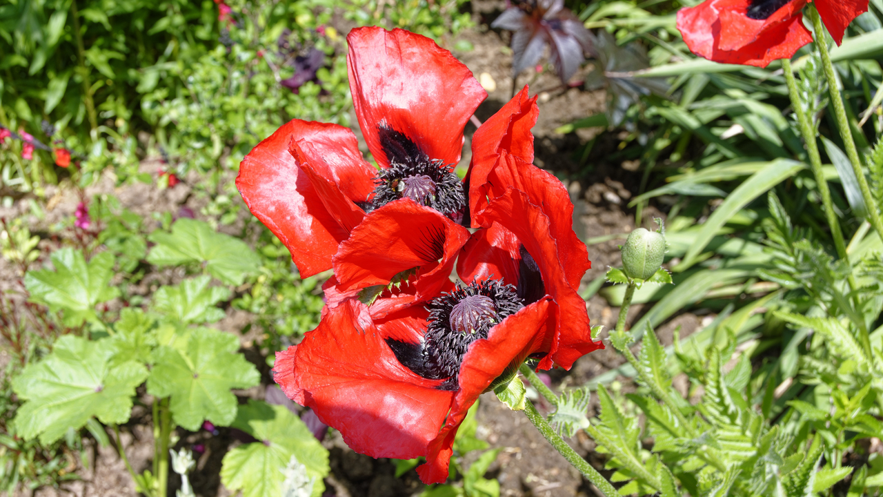 20190529-121250•Giverny (Jardin de Monet)•Limetz-Villez•Ile-de-France•France
